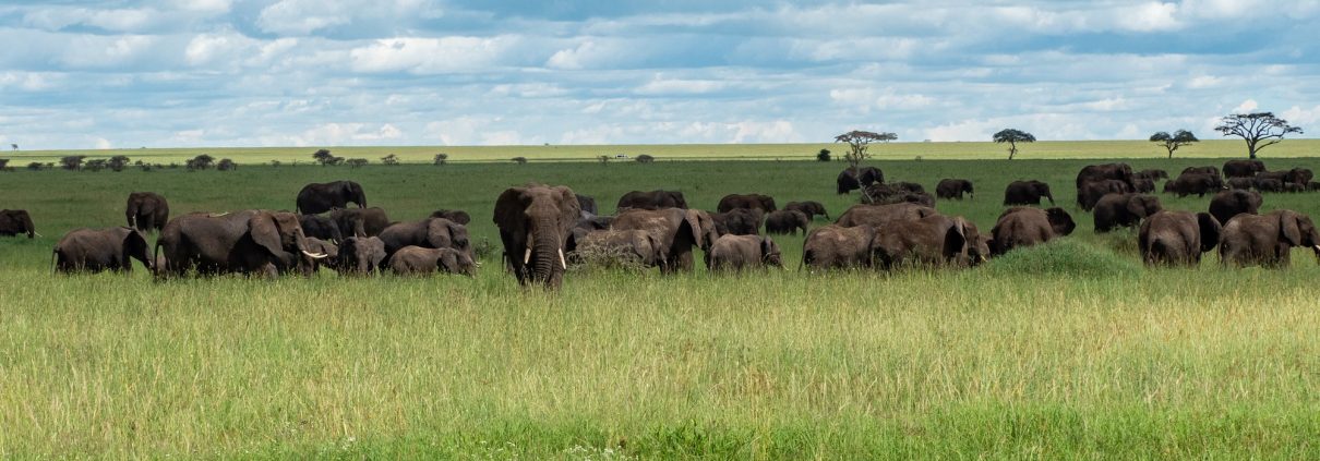 Tanzania Best Safari Destination in Africa