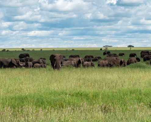 Tanzania Best Safari Destination in Africa