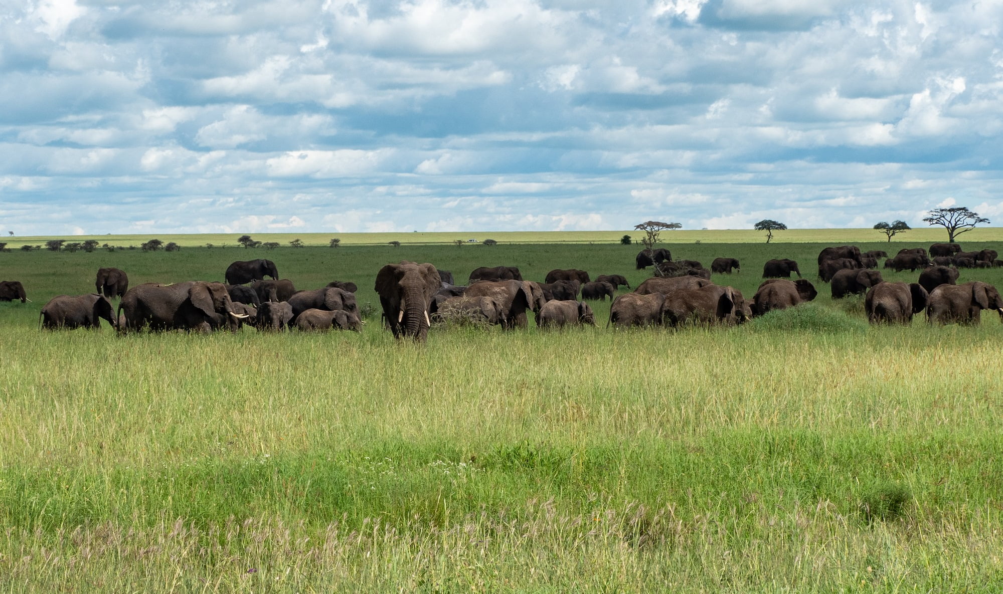 Why Tanzania is the Best Safari Destination in Africa - Sensation of Africa