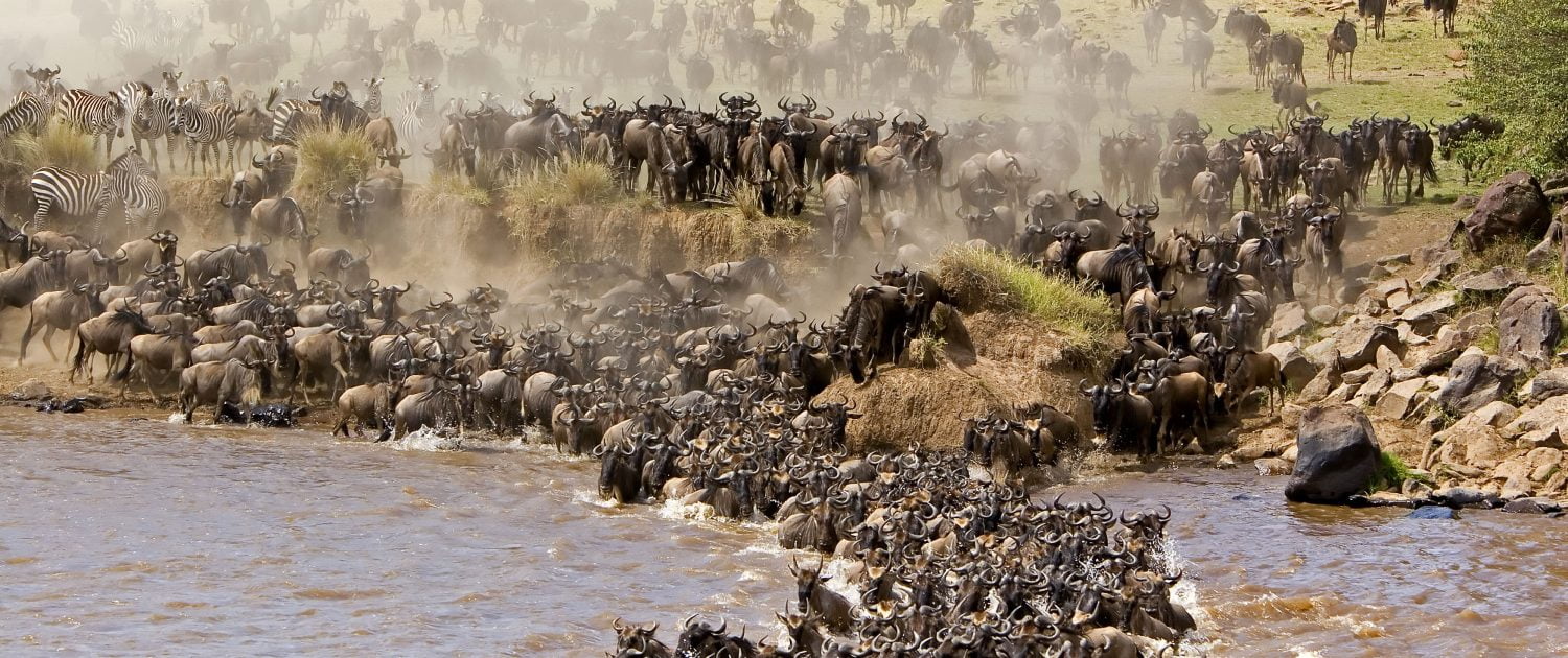 Serengeti Wildbeest Migration