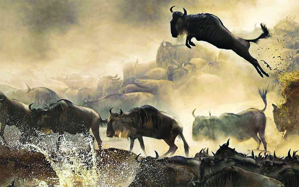 wildebeest migration