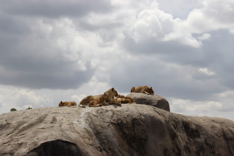 Christmas Safari in Serengeti Tanzania