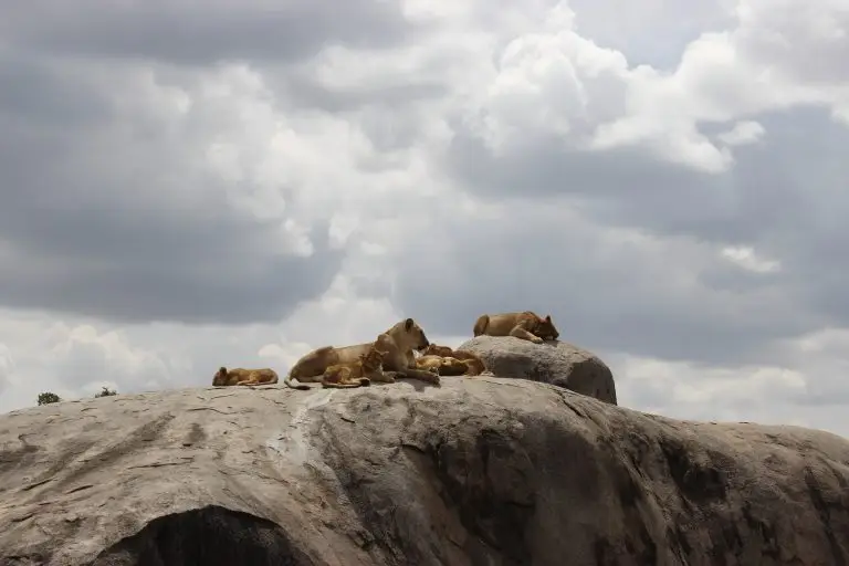 Christmas Safari in Serengeti Tanzania