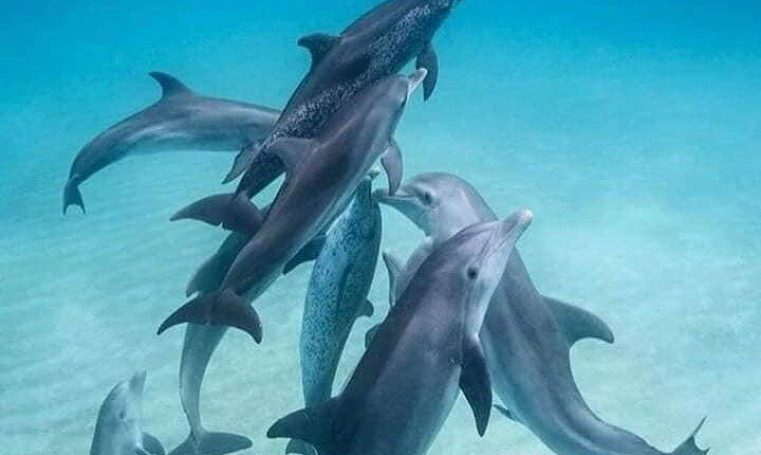 Tour con delfines en Zanzibar