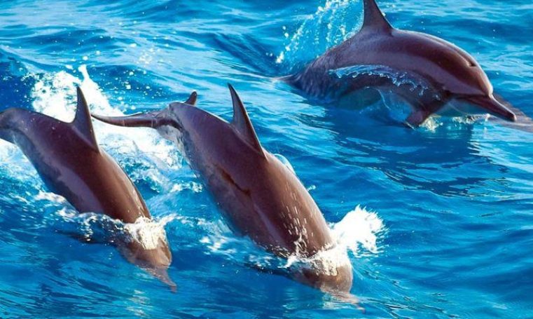 Tour con delfines en Zanzibar