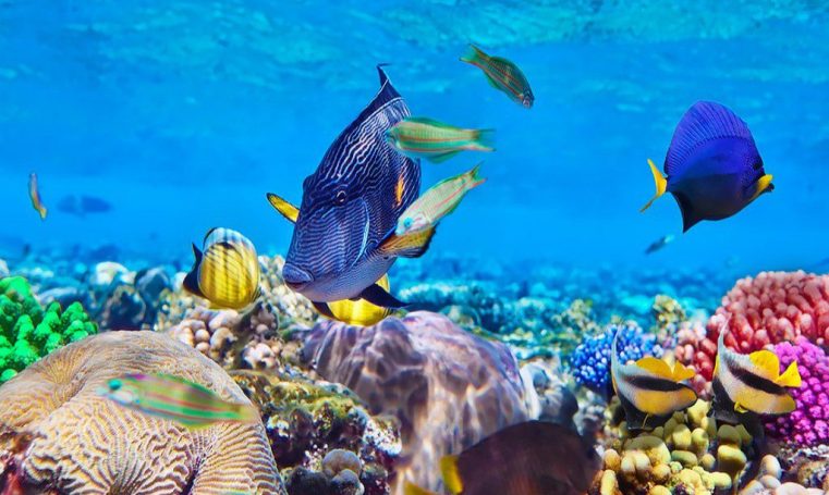 Snorkeling-in-Zanzibar