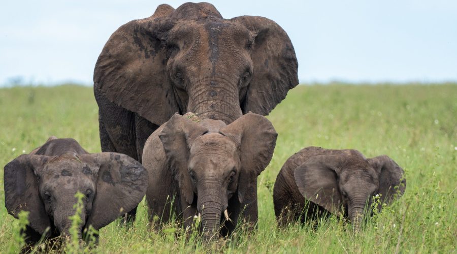 Safari de 7 días Tanzania