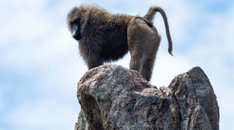 safari-tanzania-babuino-1030x773