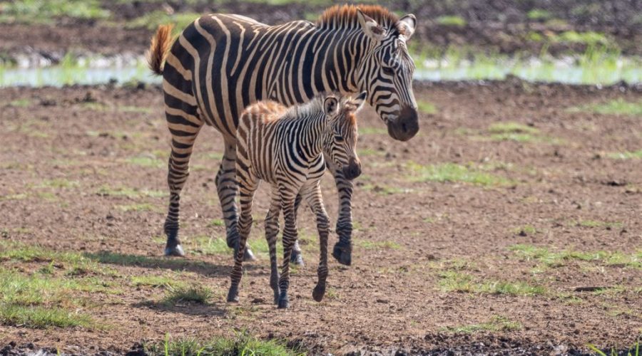 safari-tanzania-cebra-con-su-cria-1030x773