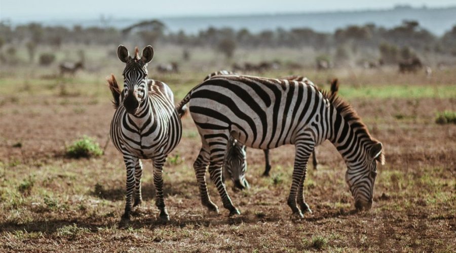 safari-tanzania-cebras-serengeti-1-1030x824