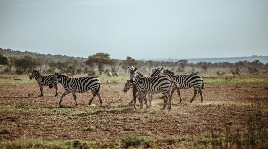 Savanna Elite (14 Dias Safari y Zanzibar)