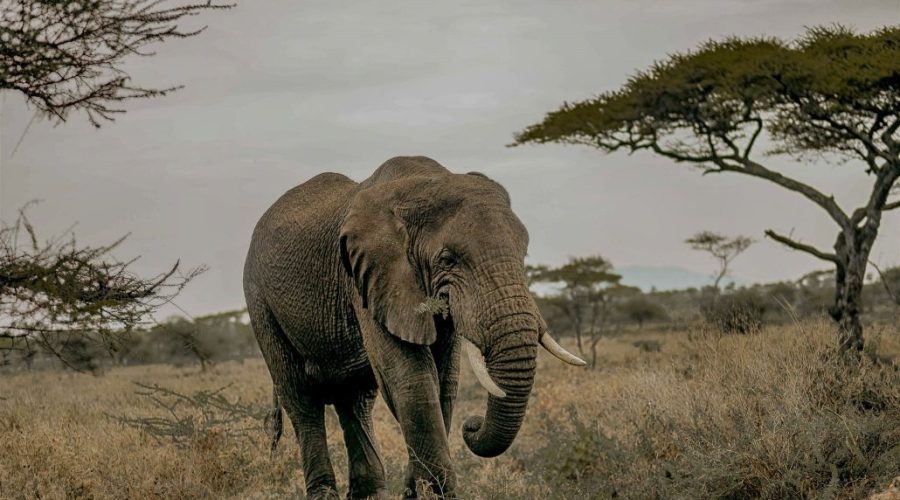 safari-tanzania-elefante-comiendo-en-serengeti-1-1030x687