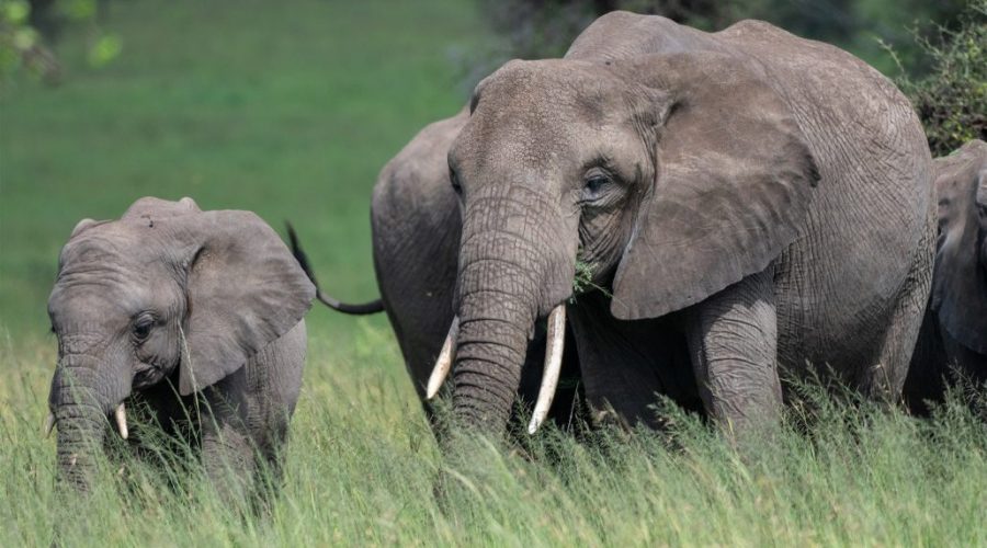 Tanzania Safari Serengeti Zanzíbar