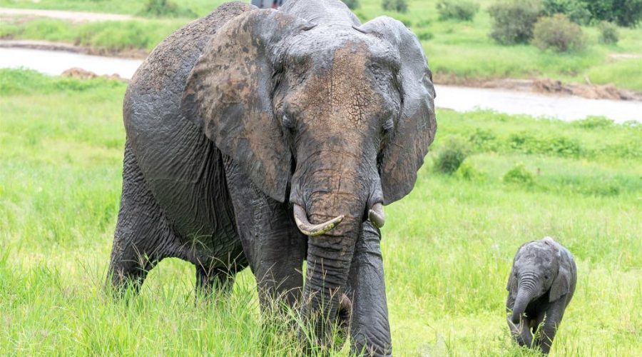 safari-tanzania-elefante-con-su-cria-1030x773