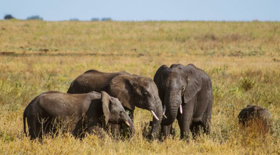 safari-tanzania-elefantes-serengeti-1-1030x685
