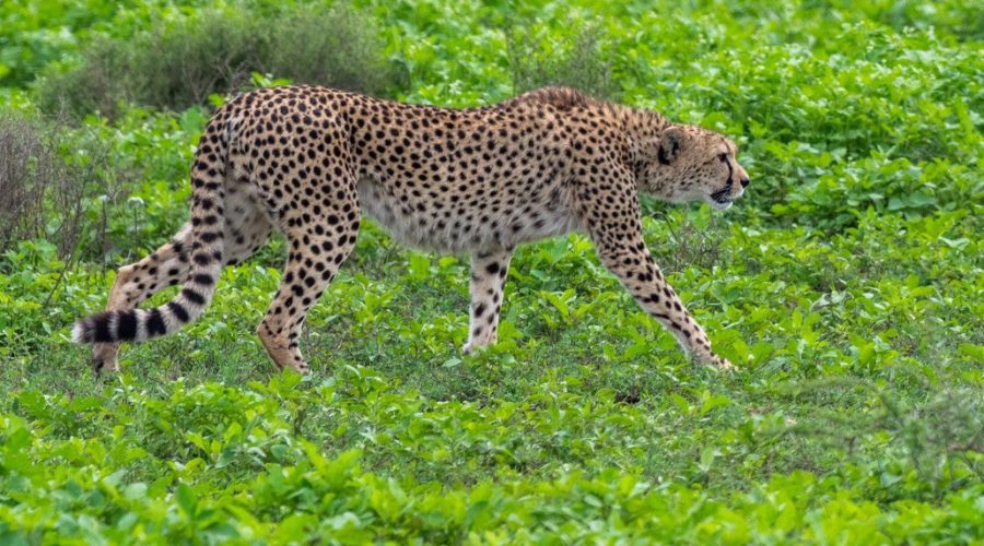 safari-tanzania-guepardo-1030x773