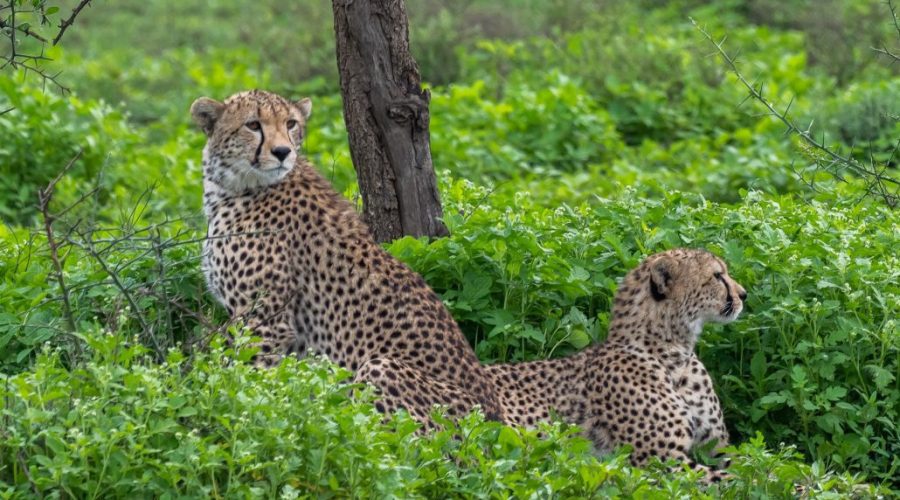 safari-tanzania-guepardos-1030x773