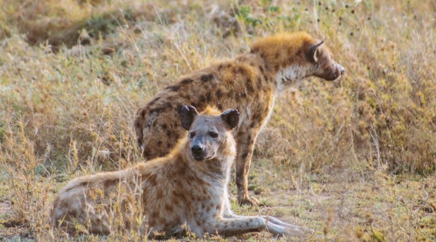 safari-tanzania-hienas-en-serengeti-1030x695