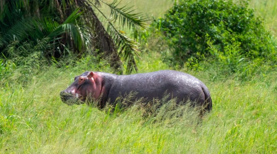 Savanna Elite (14 Dias Safari y Zanzibar)