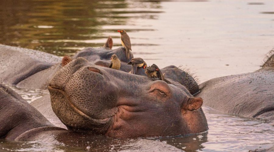 Serengeti Lux (9 Dias Safari y Zanzibar)