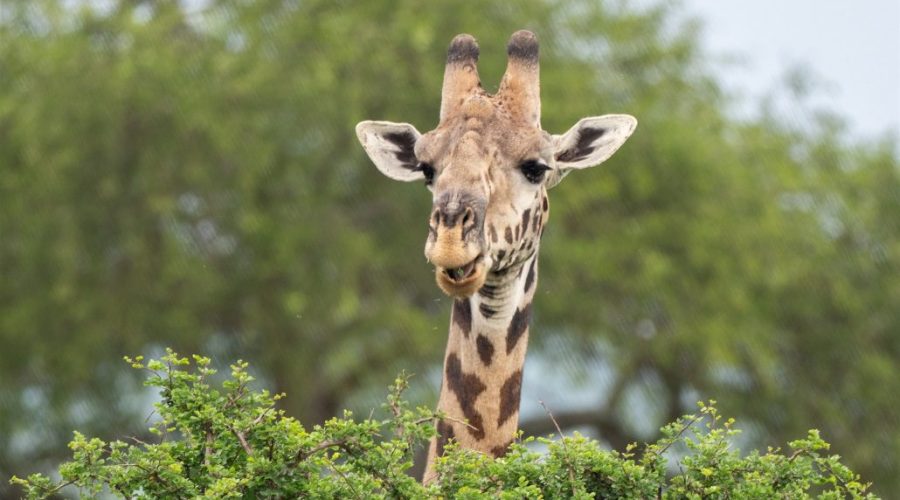 safari-tanzania-jirafa-1-1030x773