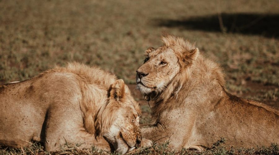 safari-tanzania-leones-jovenes-serengeti-1030x824