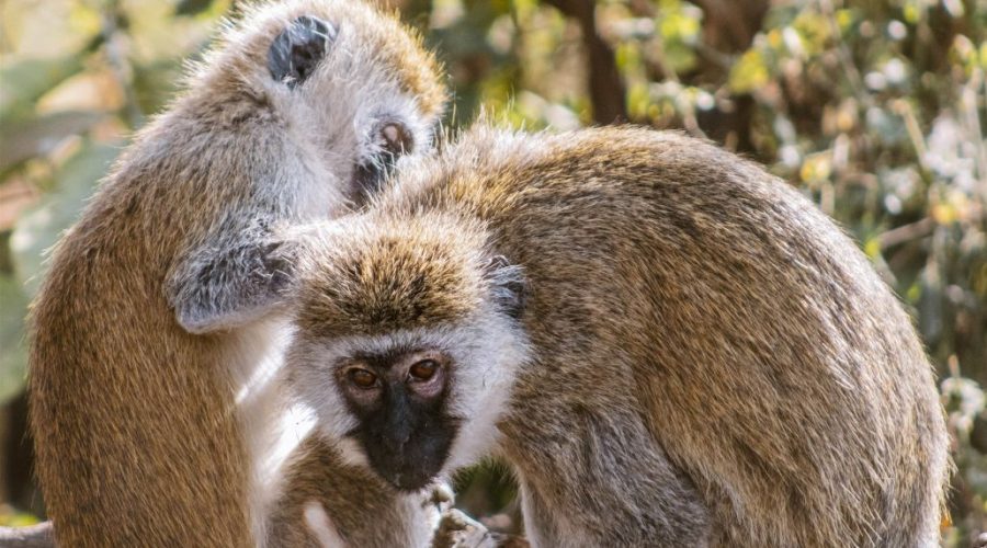 safari-tanzania-monos-monckey-nyani-1030x714