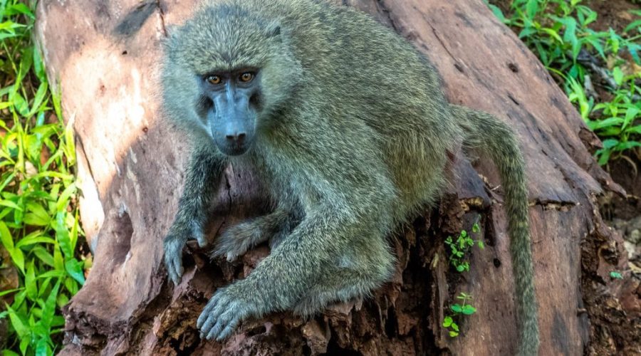 safari-tanzania-primates-1030x773