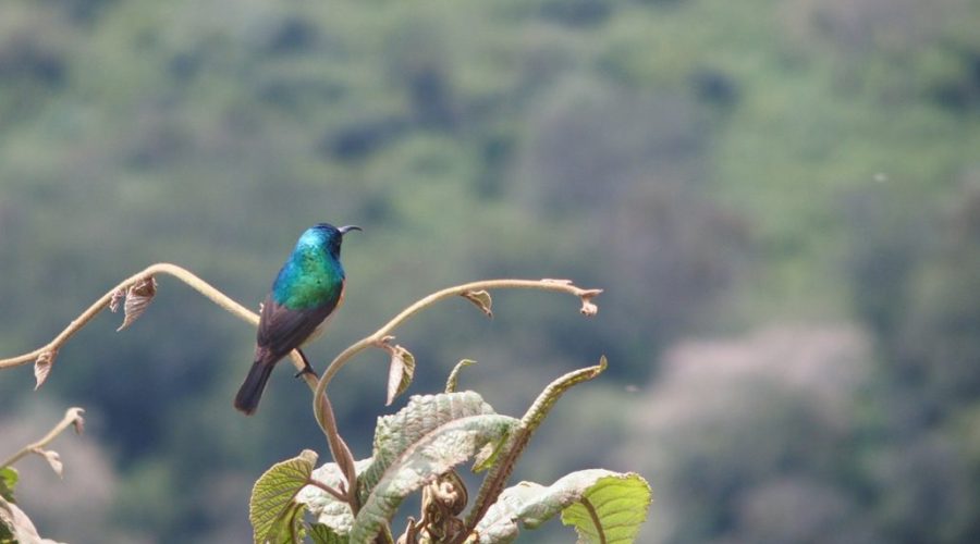 trekking-monte-merus-observacion-de-aves-bird-watching-1030x687